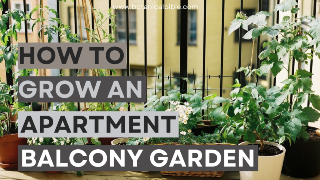 How to grow an apartment balcony garden