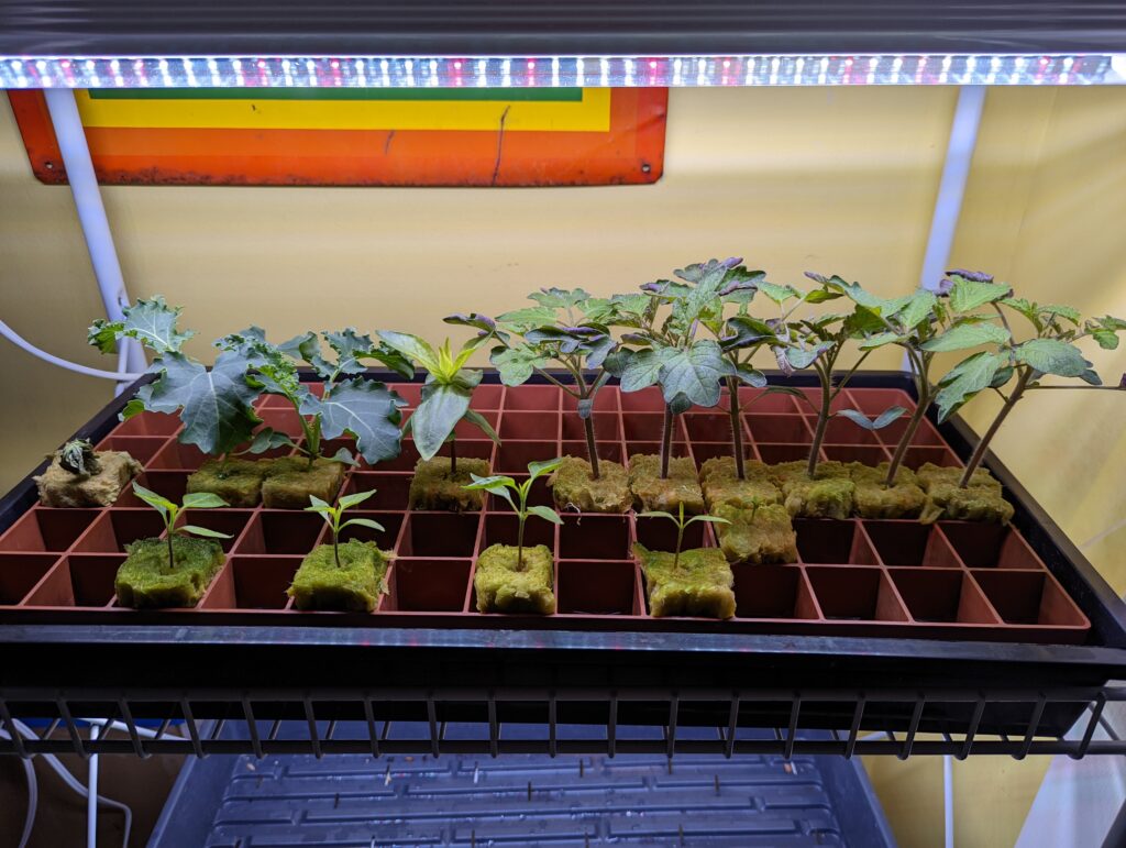 Full spectrum LED grow lights for tomato plants